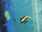 Lee Nova Craft & Haberdashery St Marys (Sydney): Tropical Fish tropical fish Print